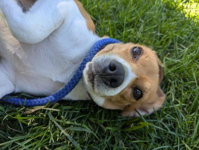 Blanche, Beagle, adult, available for adoption