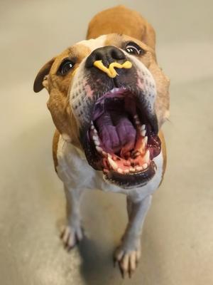 Honey, Mixed Breed, adult, available for adoption