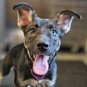 Jeorgia Blue, Husky / Mixed Breed, puppy, available for adoption