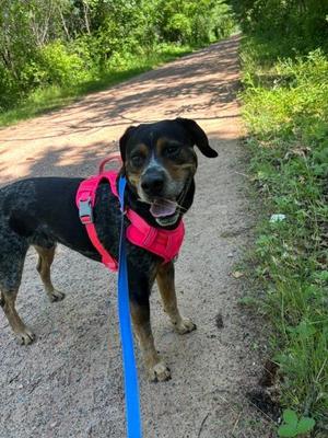 Sawyer, Hound / German Shorthaired Pointer, young, available for adoption