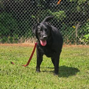 Ace, Labrador Retriever / Golden Retriever, adult, available for adoption