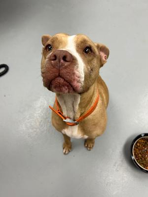 Abby, Pit Bull Terrier, adult, available for adoption