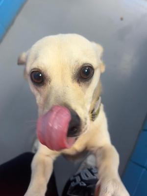 Cash, Corgi, young, available for adoption