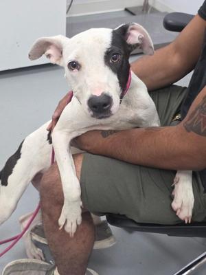 Bella, Pit Bull Terrier, young, available for adoption