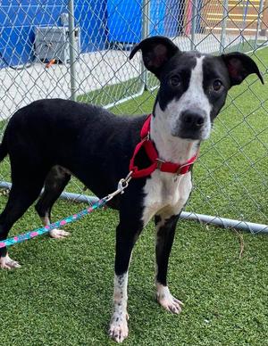Banshee, Hound, young, available for adoption