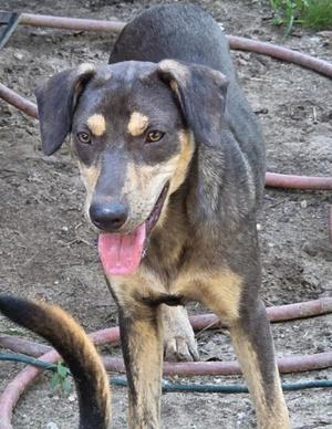 A brown and black dog with floppy ears and a pink tongue sticking out, standing on a dirt ground with a hose in the background.