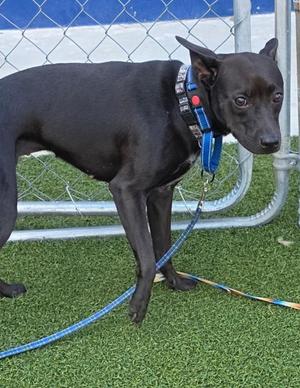 AhNuBiss, Australian Kelpie / Basenji, young, available for adoption