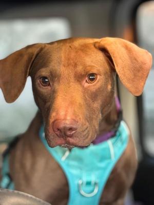Brownie, Labrador Retriever, adult, available for adoption
