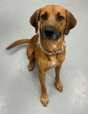 Bentley, Shepherd, young, available for adoption
