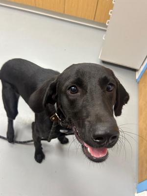 Bumbino, Labrador Retriever, young, available for adoption