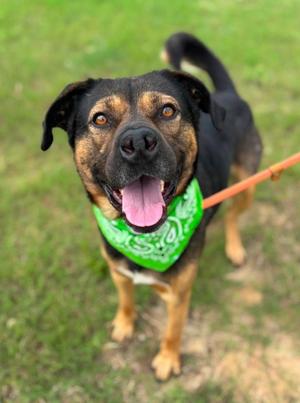 Bear, Shepherd / Hound, young, available for adoption