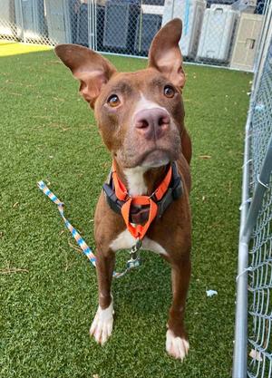 Bambi, Pit Bull Terrier, senior, available for adoption