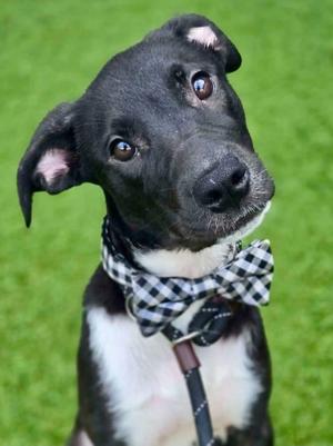 Carlos (Big Time Rush x4), Labrador Retriever / Terrier, puppy, available for adoption