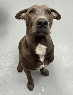Akuma, Labrador Retriever, young, available for adoption