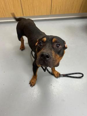 Brotha, Dachshund / Pit Bull Terrier, young, available for adoption