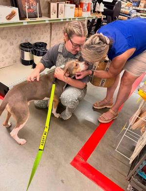 Buddy, Labrador Retriever, young, available for adoption