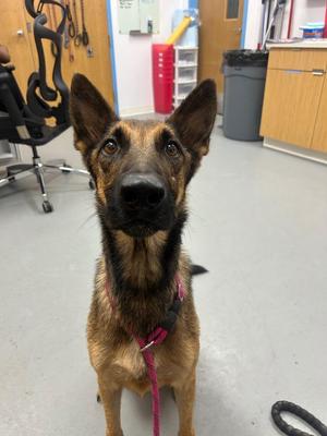 Bane, German Shepherd Dog / Belgian Shepherd / Malinois, adult, available for adoption