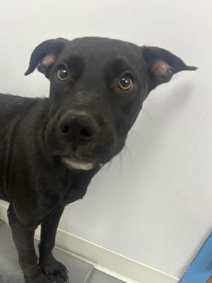 Buff, Labrador Retriever / Mountain Cur, puppy, available for adoption