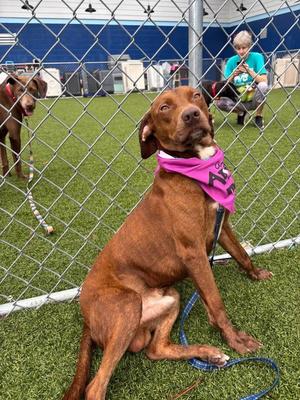 Brittle, Labrador Retriever, young, available for adoption