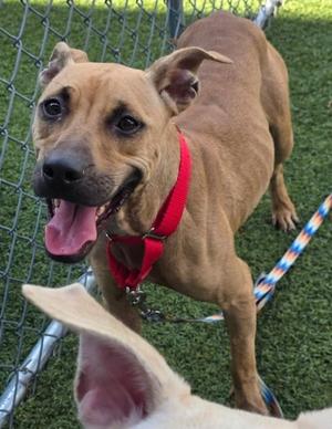 A brown dog with a red collar standing on grass, looking at the camera with its mouth open.