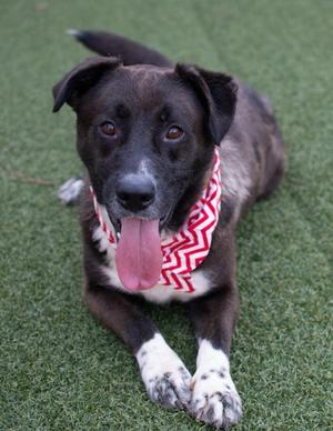 A black and white dog with a red and white zigzag bandana, lying on green grass with its tongue out.