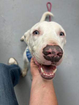Azul, Labrador Retriever, young, available for adoption