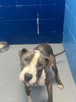 Bumble Bee, Pit Bull Terrier, young, available for adoption