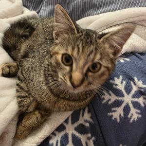 Hershey, young, available for adoption