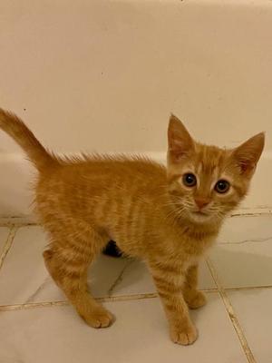 Junebug, kitten, available for adoption