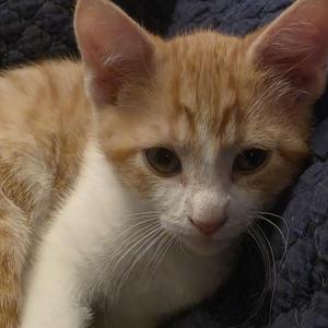 Clem, young, available for adoption