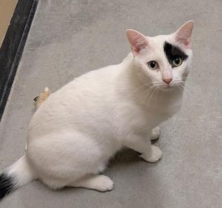 Oreo, young, available for adoption