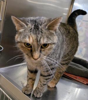 Ash, young, available for adoption