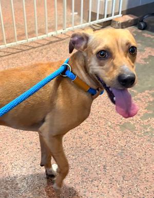 Cedar, Mixed Breed, adult, available for adoption