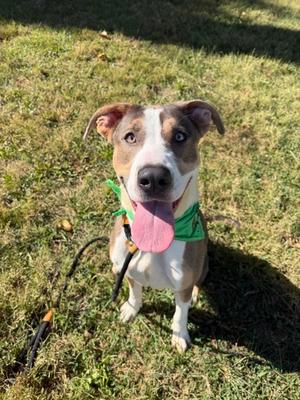 Jazzy May, Mixed Breed, young, available for adoption