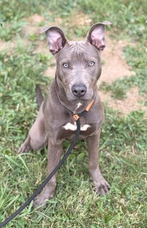 A gray puppy with blue eyes and a white patch on its chest, wearing a black leash, sitting on grass.