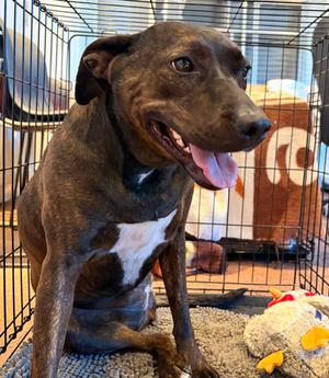 Nova, Golden Retriever Mix, adult, available for adoption
