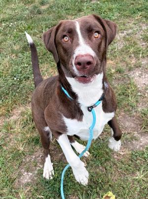 A brown and white dog with a blue leash standing on grass.