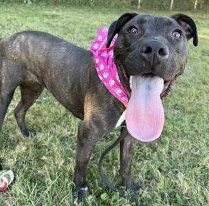 A happy black dog with a pink bandana standing on grass.