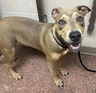 A brown dog with a black collar and leash, standing on a speckled floor, looking up with a happy expression.