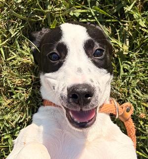 Hereford, Terrier Mix, puppy, available for adoption