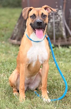 A brown and white dog with a blue leash sitting on grass.
