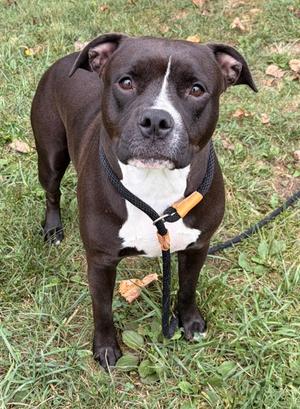 Eleanor, Pit Bull Terrier Mix, young, available for adoption