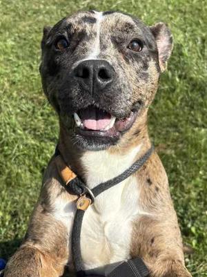 Marble, American Pit Bull Terrier Mix, adult, available for adoption