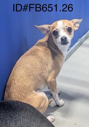Cupcake, Chihuahua - Smooth Coated Mix, young, available for adoption