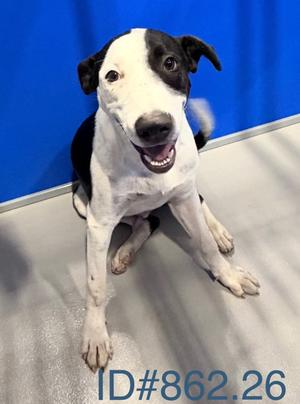 Spots, American Pit Bull Terrier Mix, adult, available for adoption