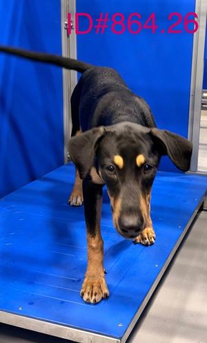 Chopa, German Shepherd Dog Mix, young, available for adoption