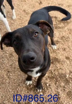 Blacky, American Pit Bull Terrier Mix, young, available for adoption
