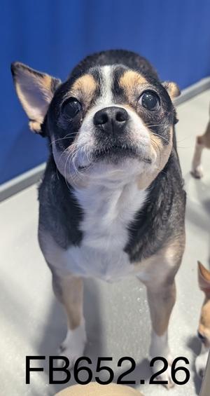 T-Rex, Chihuahua - Smooth Coated Mix, young, available for adoption