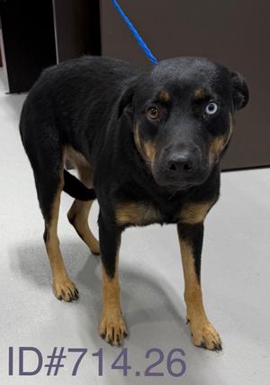 Sunshine, Rottweiler and Alaskan Husky, young, available for adoption