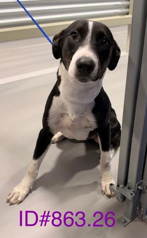 Panda, American Pit Bull Terrier Mix, young, available for adoption